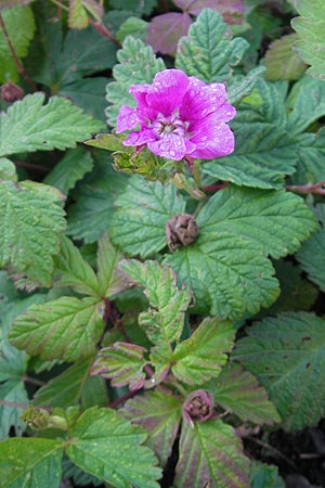 Rubus arcticus \ Schwedische Acker-Beere, Arktische Brombeere / Arctic Bramble, S V&auml;ster�s 29.6.2011