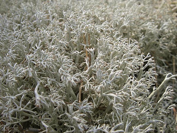 Cladonia rangiferina \ Rentier-Flechte / Reindeer Lichen, S Öland, Böda Strand 9.8.2009