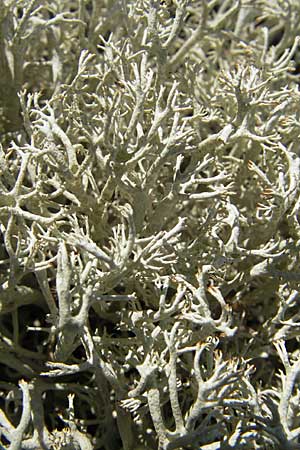 Cladonia rangiferina \ Rentier-Flechte / Reindeer Lichen, S Öland, Böda Strand 9.8.2009