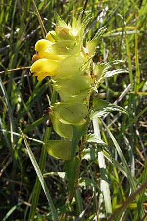 Rhinanthus serotinus \ Groer Klappertopf / Narrow-Leaved Yellow-Rattle, S Öland, Stora Alvaret, Möckel Mossen 8.8.2009