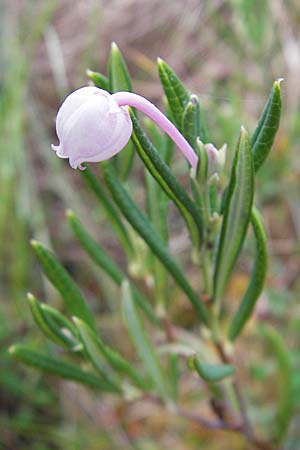 Andromeda polifolia \ Rosmarin-Heide / Bog Rosemary, S Norra Kvill 11.8.2009