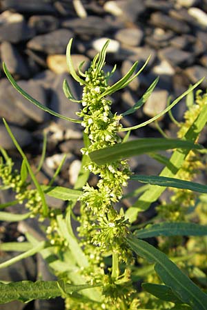 Rumex maritimus \ Ufer-Ampfer / Golden Dock, S Öland, Ottenby 8.8.2009