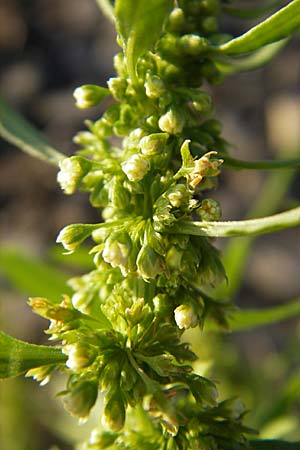 Rumex maritimus \ Ufer-Ampfer / Golden Dock, S Öland, Ottenby 8.8.2009