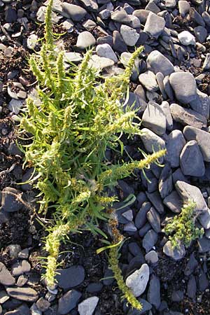 Rumex maritimus \ Ufer-Ampfer / Golden Dock, S Öland, Ottenby 8.8.2009
