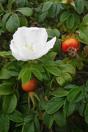 Rosa rugosa \ Kartoffel-Rose / Japanese Rose, S Halmstad 14.8.2010