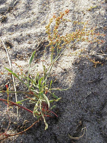 Rumex tenuifolius \ Schmalblttriger Sauer-Ampfer / Narrow-Leaved Sheep's Sorrel, S Ystad 5.8.2009