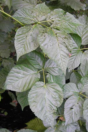 Rubus nessensis \ Fuchsbeere, Halbaufrechte Brombeere / Suberect Bramble, S Varberg 4.8.2010
