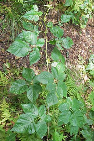 Rubus nessensis \ Fuchsbeere, Halbaufrechte Brombeere / Suberect Bramble, S Kvarnadalen 5.8.2010