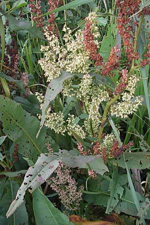 Rumex hydrolapathum \ Flu-Ampfer, Teich-Ampfer / Great Water Dock, S Västers Ängsö 29.8.2010