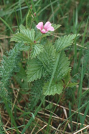 Rubus arcticus \ Schwedische Acker-Beere, Arktische Brombeere / Arctic Bramble, S Jokkmokk 18.6.1995
