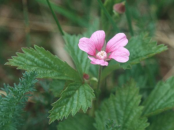 Rubus arcticus \ Schwedische Acker-Beere, Arktische Brombeere / Arctic Bramble, S Jokkmokk 18.6.1995