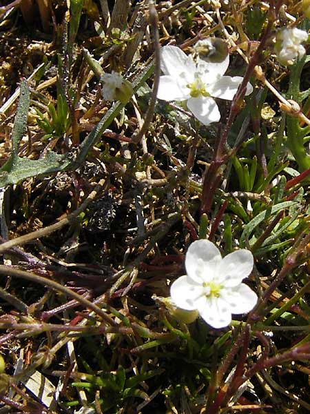 Sagina nodosa \ Knotiges Mastkraut / Knotted Pearlwort, S Öland, Stora Alvaret, Möckel Mossen 8.8.2009