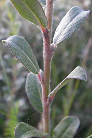 Salix repens subsp. arenaria \ Sand-Weide / Creeping Willow, S Ystad 5.8.2009