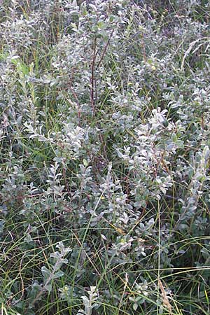 Salix repens subsp. arenaria \ Sand-Weide / Creeping Willow, S Ystad 5.8.2009