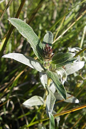 Salix repens subsp. arenaria \ Sand-Weide / Creeping Willow, S Öland, Stora Alvaret, Möckel Mossen 8.8.2009