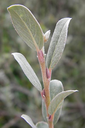 Salix glauca \ Seidenhaarige Weide, Blaugr&uuml;ne Weide / Greyleaf Willow, S Fj&auml;r�s Br&auml;cka 5.8.2010