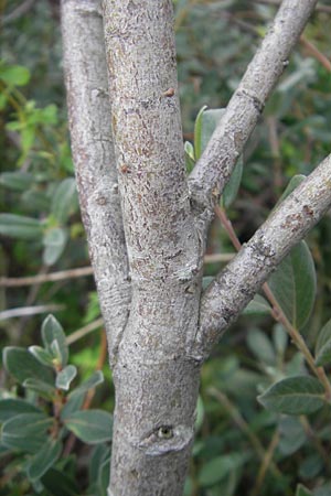 Salix glauca \ Seidenhaarige Weide, Blaugr&uuml;ne Weide / Greyleaf Willow, S Fj&auml;r�s Br&auml;cka 5.8.2010