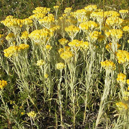 Helichrysum arenarium \ Sand-Strohblume, S Ystad 6.8.2009