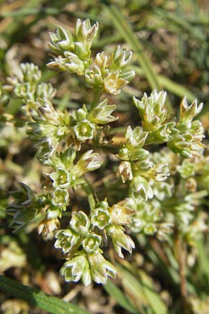 Scleranthus perennis \ Ausdauerndes Knuelkraut / Perennial Knawel, S Simrishamn, Haväng 7.8.2009