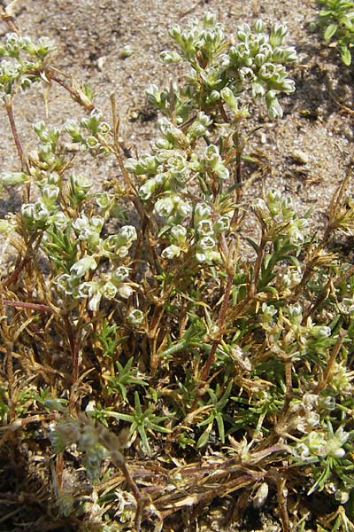 Scleranthus perennis \ Ausdauerndes Knuelkraut / Perennial Knawel, S Varberg 4.8.2010