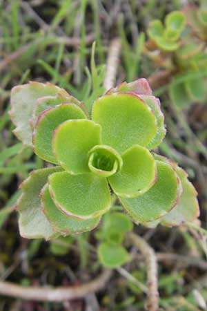 Sedum spurium \ Kaukasischer Mauerpfeffer / Caucasian Stonecrop, S Bohus 7.8.2010
