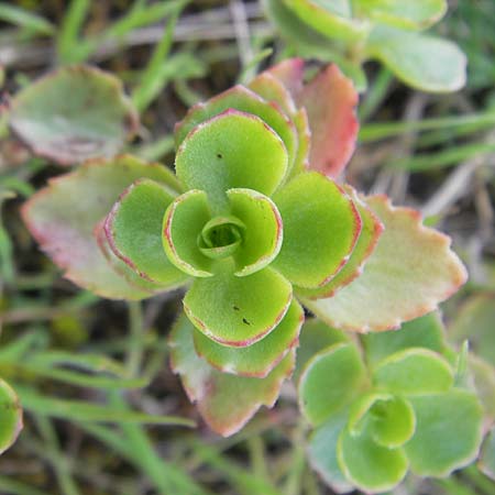 Sedum spurium \ Kaukasischer Mauerpfeffer / Caucasian Stonecrop, S Bohus 7.8.2010
