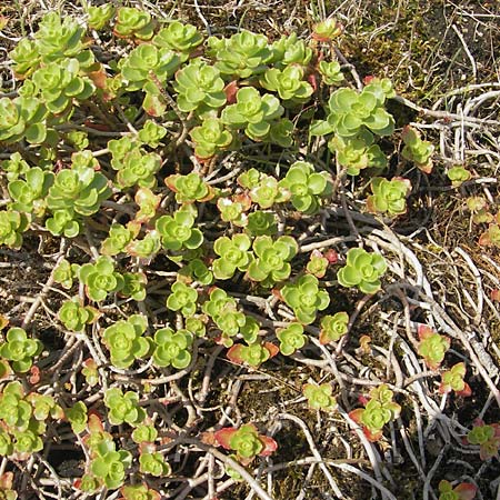 Sedum spurium \ Kaukasischer Mauerpfeffer / Caucasian Stonecrop, S Bohus 7.8.2010