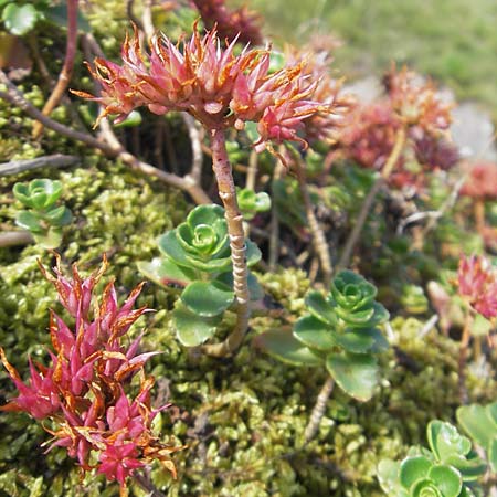 Sedum spurium \ Kaukasischer Mauerpfeffer / Caucasian Stonecrop, S Bohus 7.8.2010