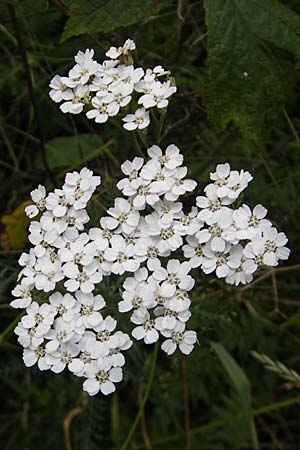 Achillea millefolium agg. \ Gemeine Schafgarbe / Yarrow, S Store Mosse 12.8.2009