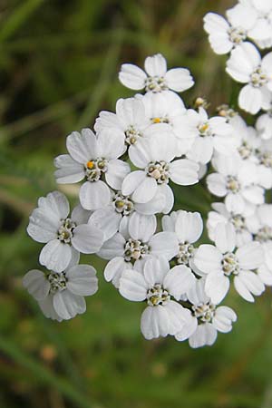 Achillea millefolium agg. \ Gemeine Schafgarbe / Yarrow, S Store Mosse 12.8.2009