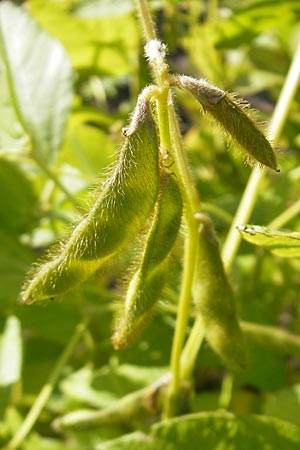 Glycine max \ Soja-Bohne / Soy Bean, S Botan. Gar.  Universit.  Uppsala 28.8.2010