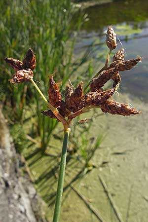 Schoenoplectus lacustris \ Gewhnliche Teichsimse, Grne Seebinse / Common Club-Rush, S Glimmingehus 6.8.2009