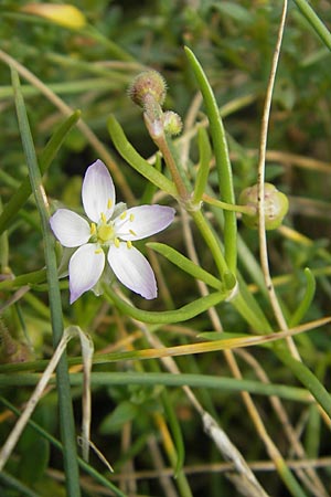 Spergularia media \ Flgelsamige Schuppenmiere / Greater Sea Spurrey, S Torekov 3.8.2010