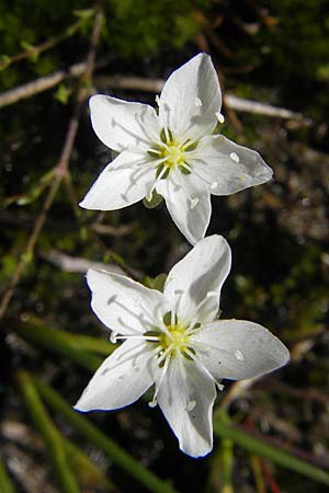 Sagina nodosa \ Knotiges Mastkraut / Knotted Pearlwort, S Bovallstrand, Valön 10.8.2010