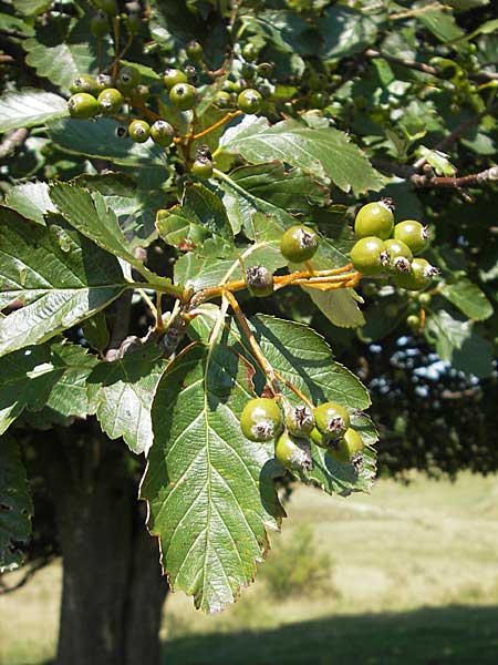 Sorbus intermedia \ Schwedische Mehlbeere, Bastard-Mehlbeere / Swedish Whitebeam, S Simrishamn, Brösarp 7.8.2009