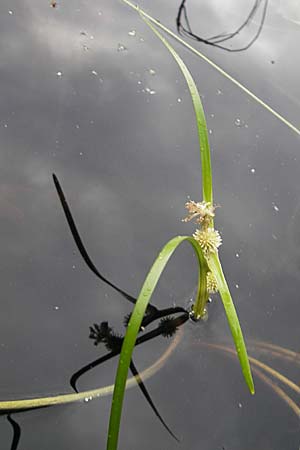 Sparganium emersum \ Einfacher Igelkolben / Unbranched Bur-Reed, S Norra Kvill 11.8.2009
