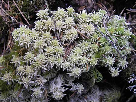 Sphagnum palustre \ Sumpf-Torfmoos / Prairie Sphagnum, S Norra Kvill 11.8.2009