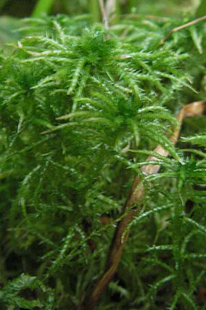 Sphagnum squarrosum \ Sparriges Torfmoos / Spiky Bog Moss, S Norra Kvill 11.8.2009