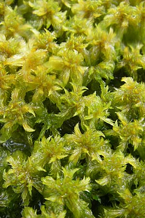 Sphagnum cuspidatum \ Spie&szlig;-Torfmoos / Toothed Sphagnum, S Store Mosse 12.8.2009