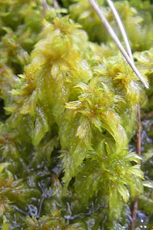 Sphagnum cuspidatum \ Spie&szlig;-Torfmoos / Toothed Sphagnum, S Store Mosse 12.8.2009
