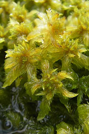 Sphagnum cuspidatum \ Spie&szlig;-Torfmoos / Toothed Sphagnum, S Store Mosse 12.8.2009