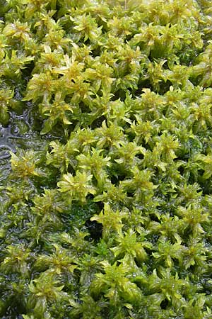 Sphagnum cuspidatum \ Spie&szlig;-Torfmoos / Toothed Sphagnum, S Store Mosse 12.8.2009