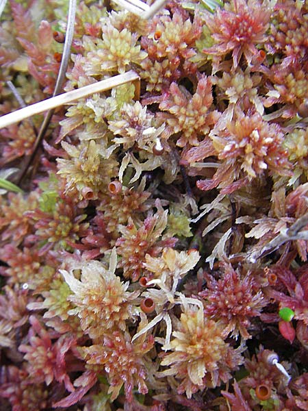 Sphagnum rubellum \ R&ouml;tliches Torfmoos / Reddish Sphagnum, S Store Mosse 12.8.2009