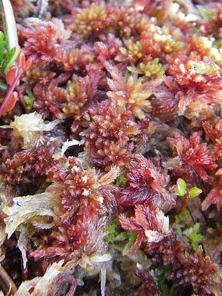 Sphagnum rubellum \ R&ouml;tliches Torfmoos / Reddish Sphagnum, S Store Mosse 12.8.2009