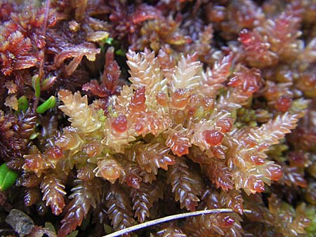 Sphagnum magellanicum \ Mittleres Torfmoos / Midway Sphagnum, S Store Mosse 12.8.2009