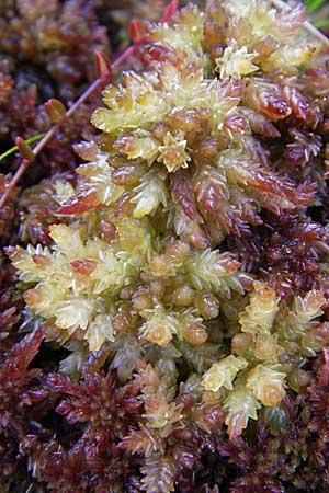 Sphagnum magellanicum \ Mittleres Torfmoos / Midway Sphagnum, S Store Mosse 12.8.2009