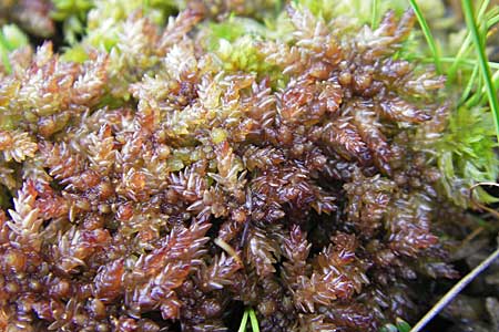 Sphagnum magellanicum \ Mittleres Torfmoos / Midway Sphagnum, S Store Mosse 12.8.2009