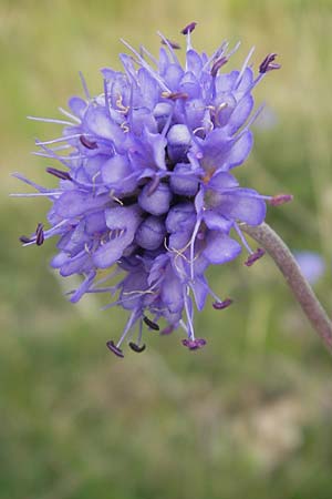 Succisa pratensis \ Teufelsabbiss / Devil's-bit Scabious, S Fjärs Bräcka 5.8.2010