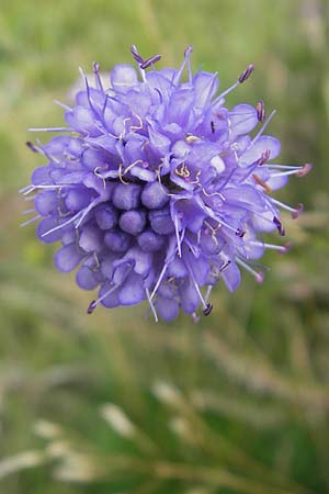 Succisa pratensis \ Teufelsabbiss / Devil's-bit Scabious, S Fjärs Bräcka 5.8.2010