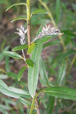 Salix rosmarinifolia \ Rosmarin-Weide / Rosemary Leaf Willow, S Helsingborg 2.8.2010